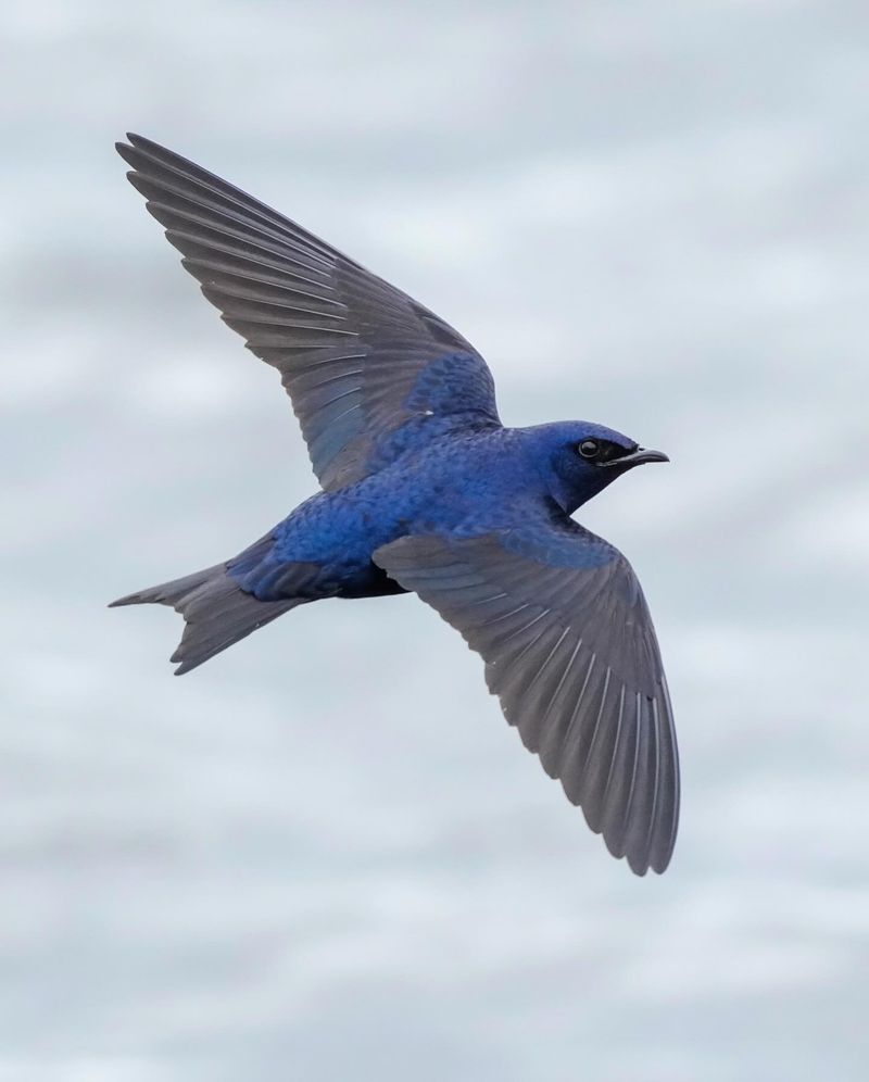 Purple Martins