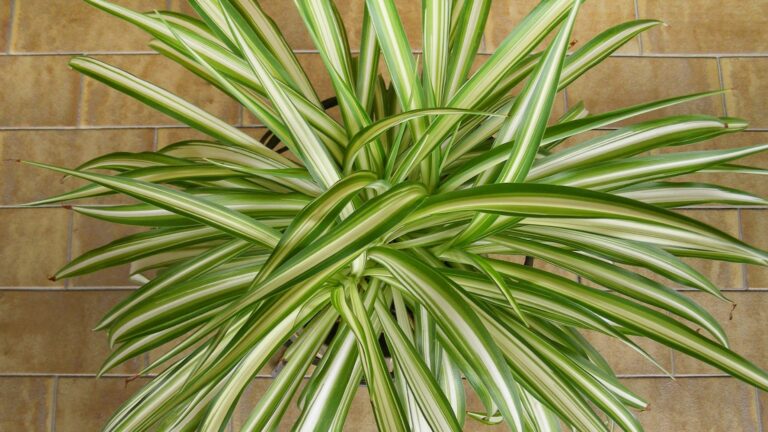 spider plant