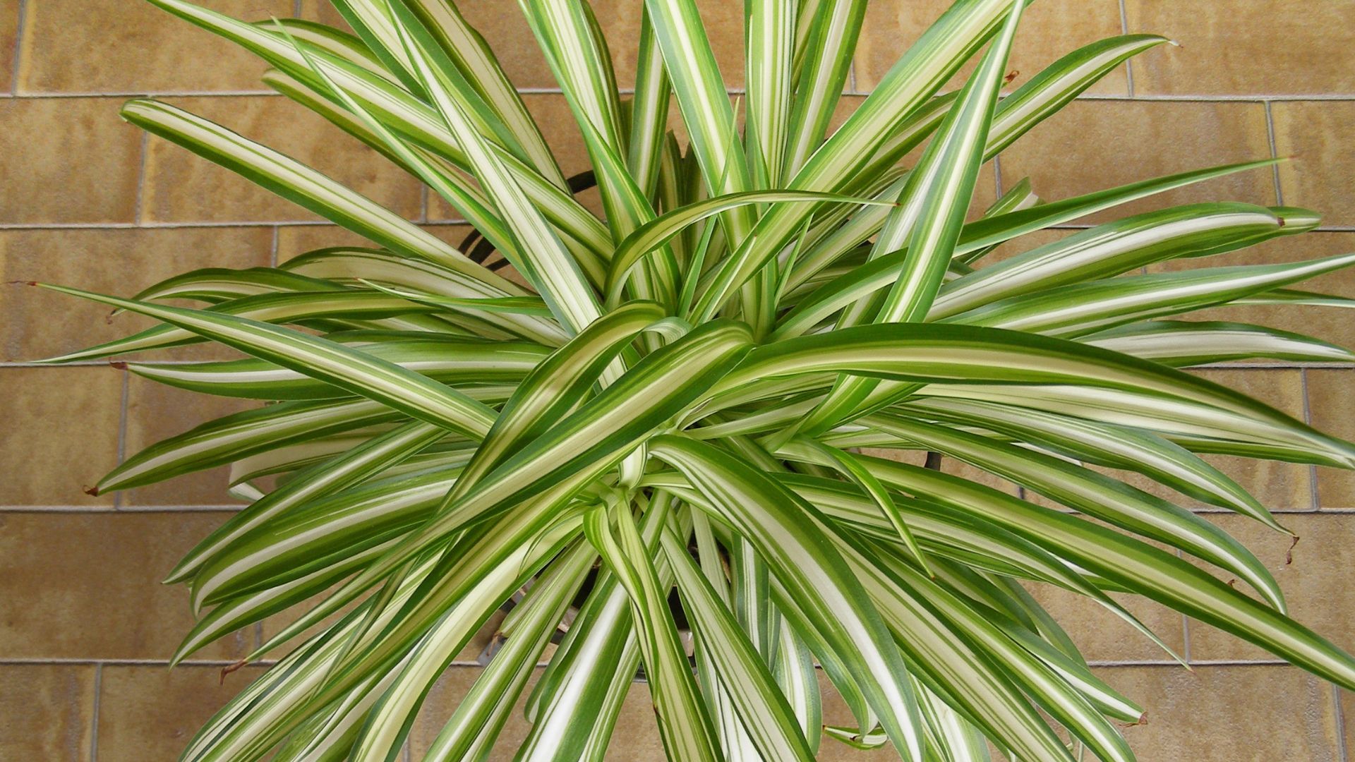 11 Houseplants That Purify Air Silently – And 11 That Pollute It Instead