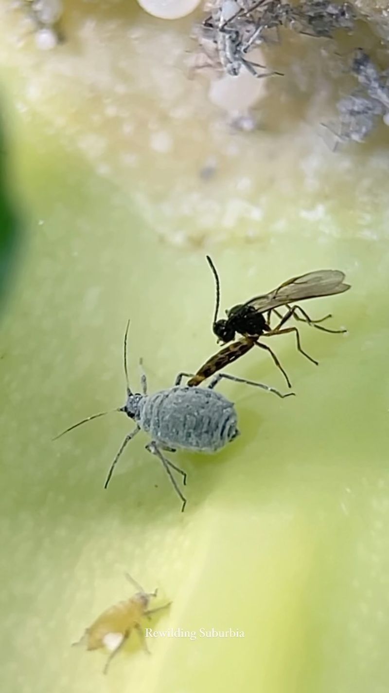 Parasitic Wasps: Tiny Pest Controllers