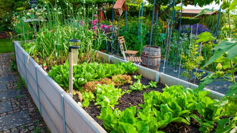vegetable raised bed