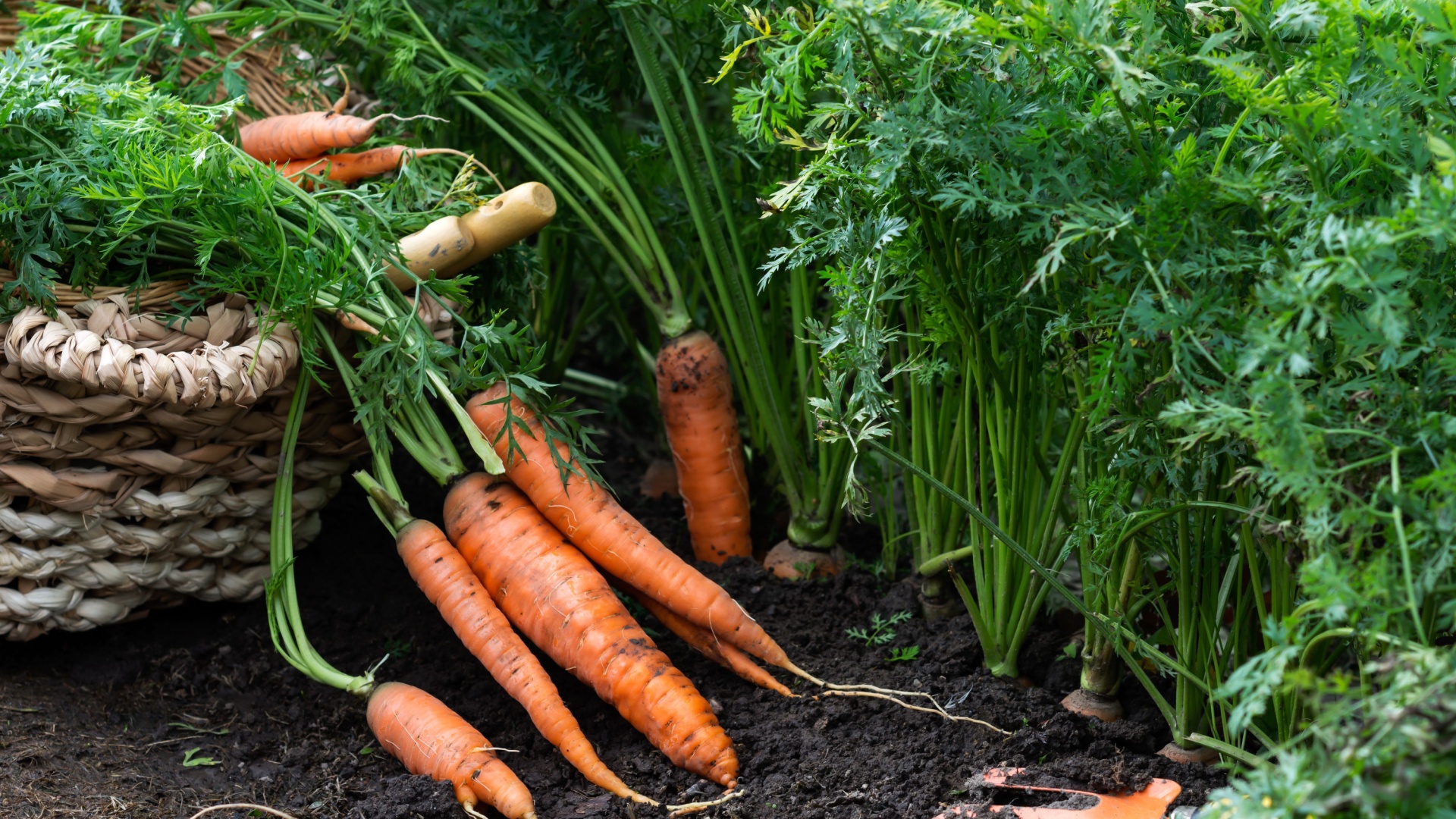 carrots in garden