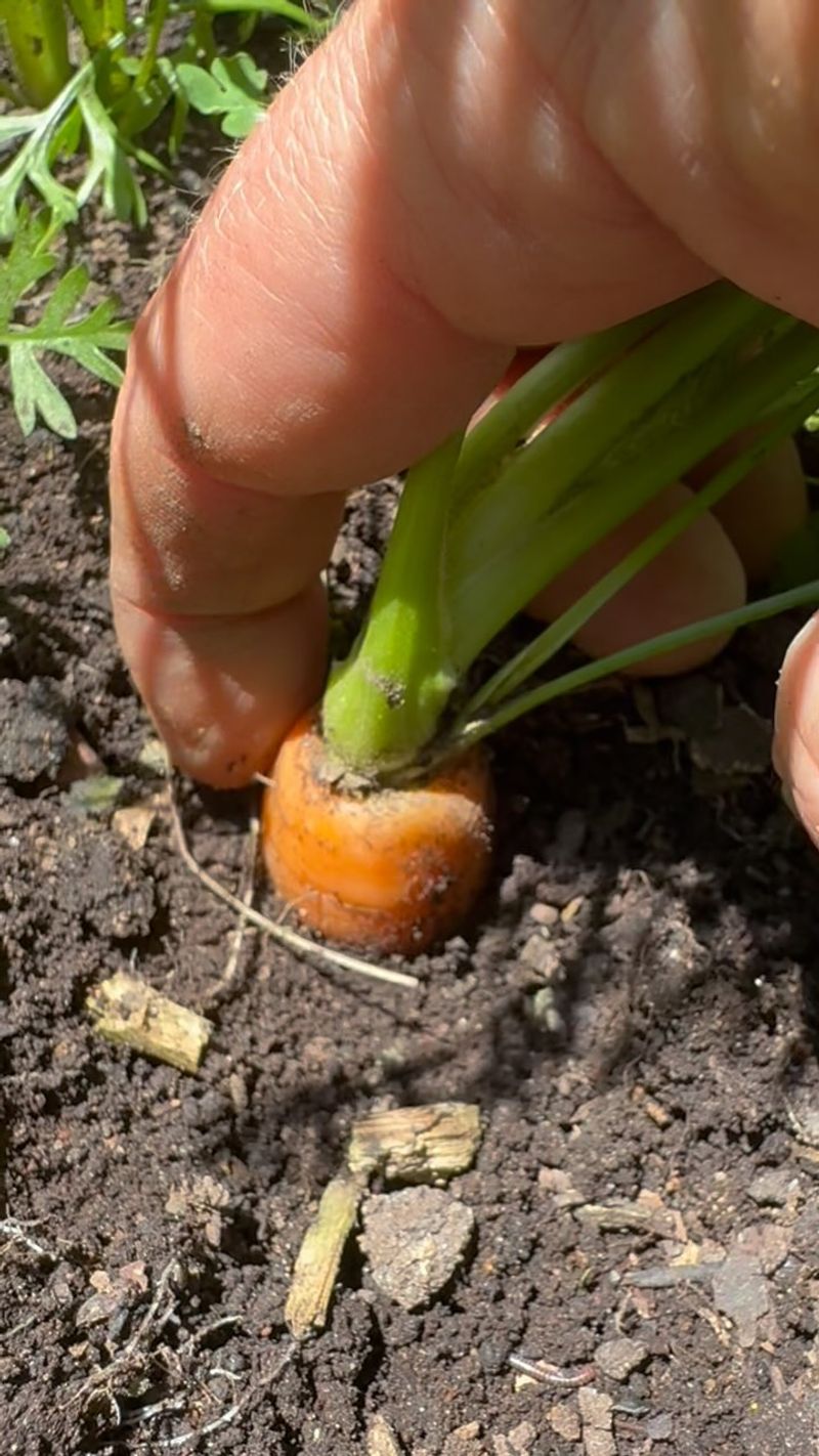 The Basic Timeline: From Seed to Harvest