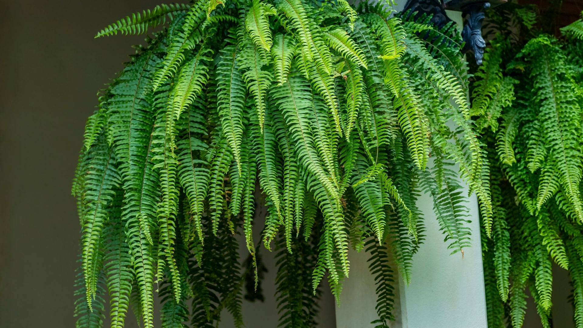 How Often Should You Water Ferns? 17 Rules To Keep Them Lush And Alive