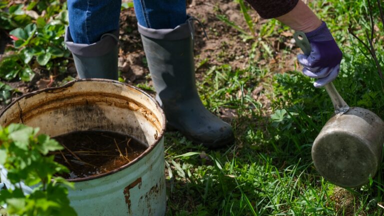 gardener waters plants with a compost tea