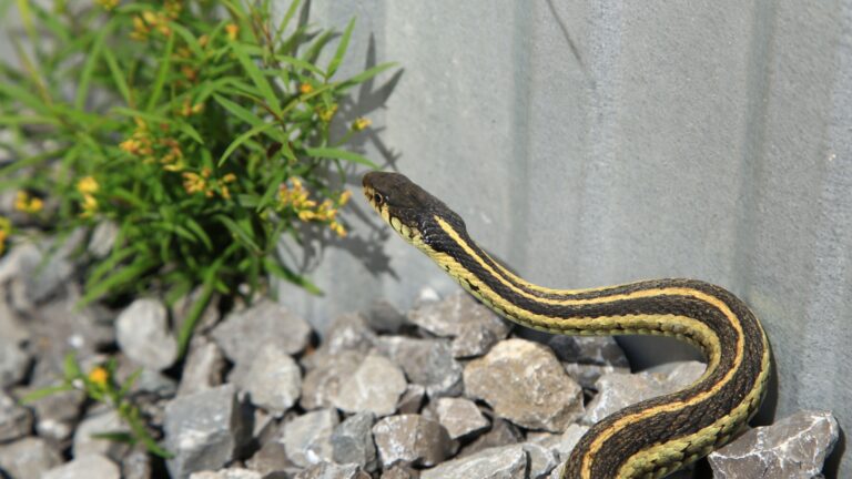snake in a garden