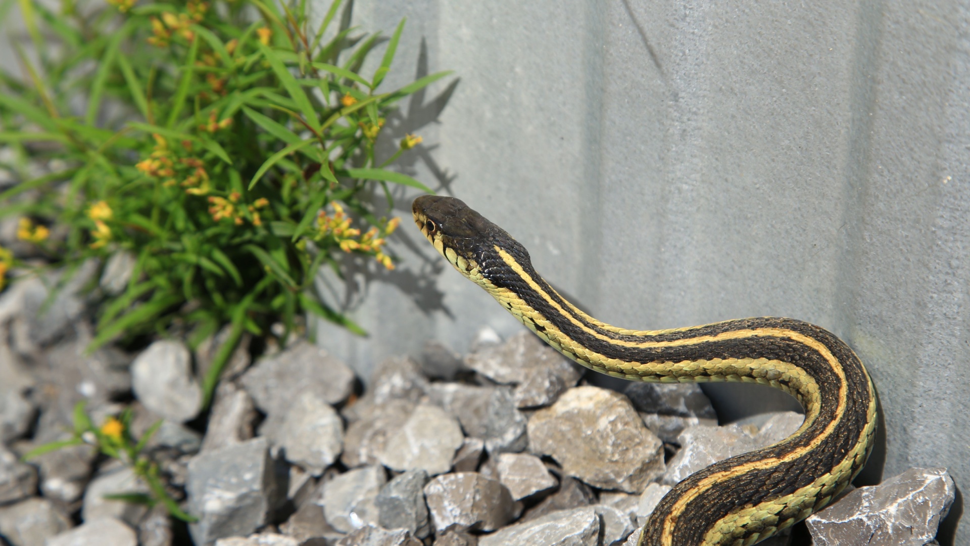 How To Identify 16 Snakes In Your Back Yard That Are Not Poisonous