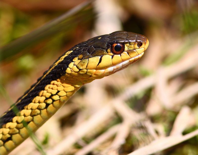 Garter Snake: The Garden Helper