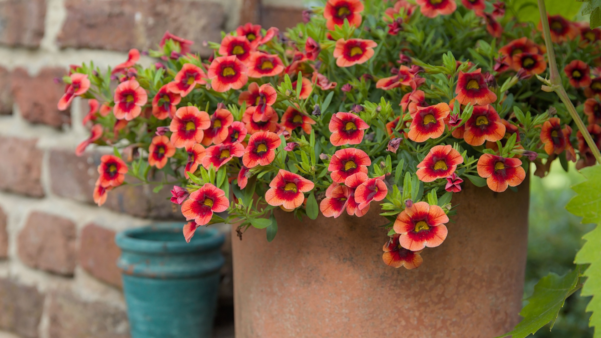 calibrachoa flowers