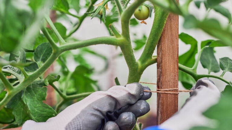 gardener ties a tomato plant to a stake