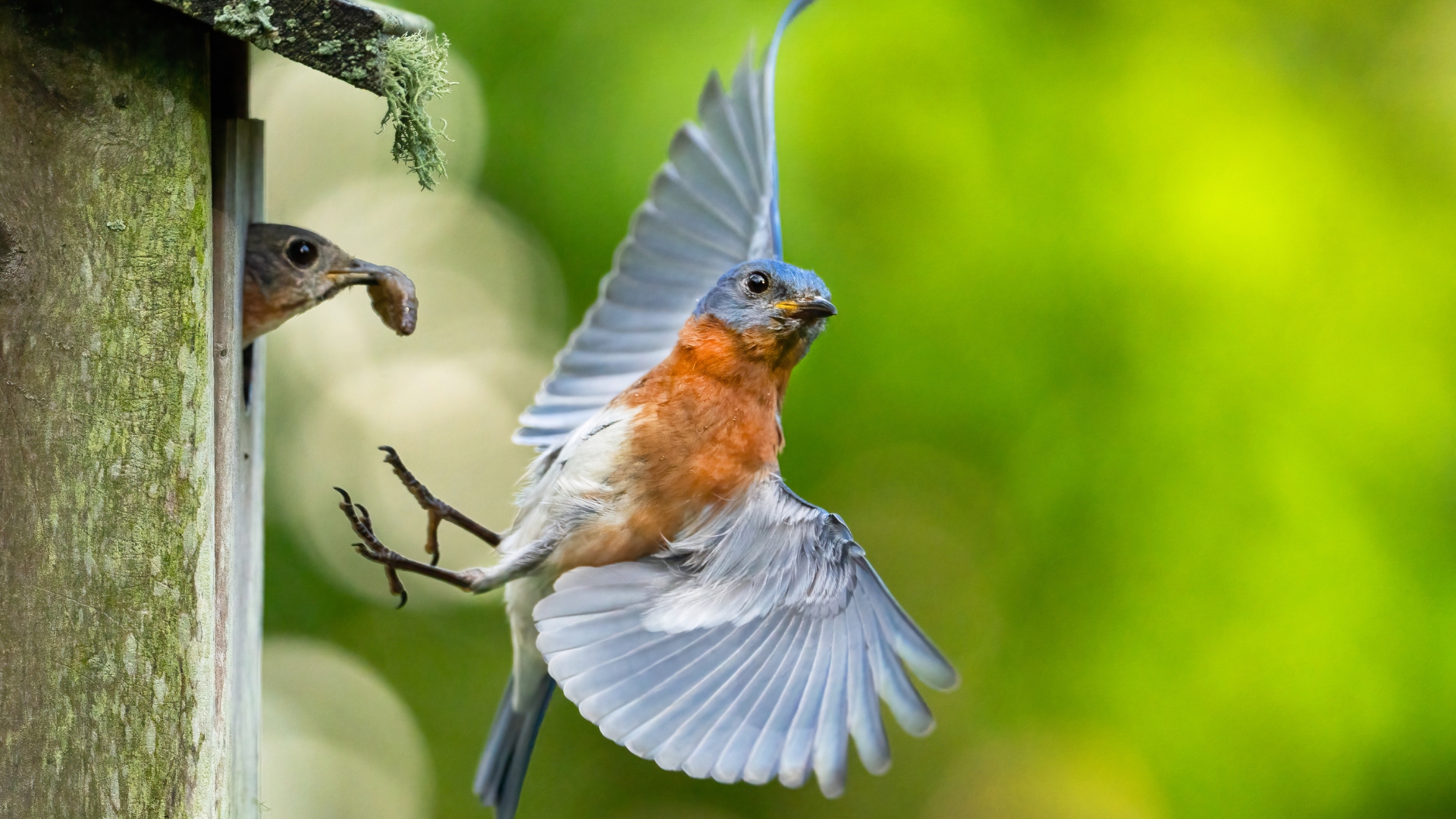 Bluebirds
