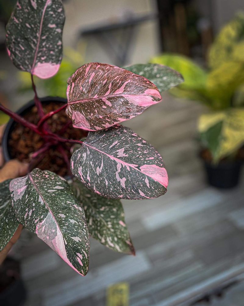 Philodendron Pink Princess