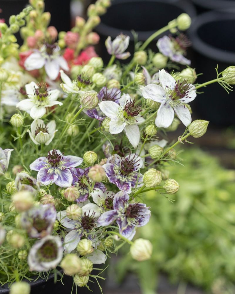 Love-In-A-Mist