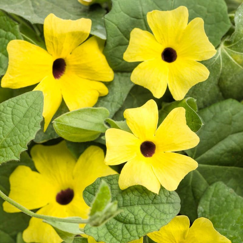 Black-Eyed Susan Vine