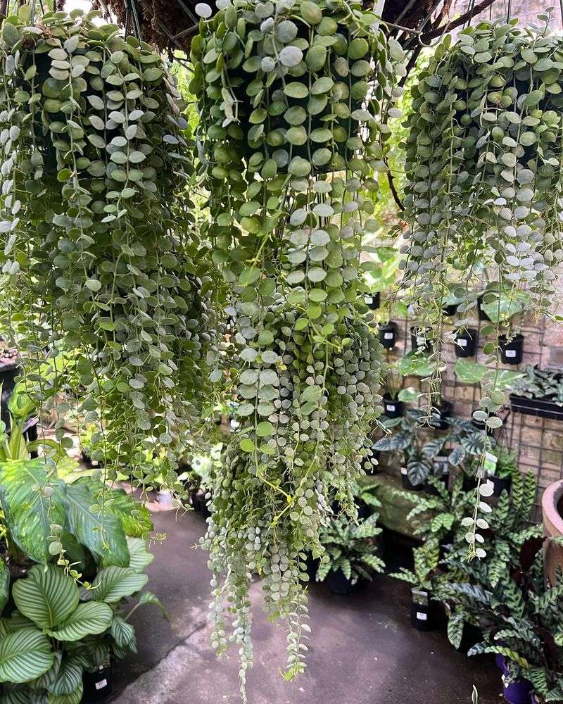 Dischidia Nummularia