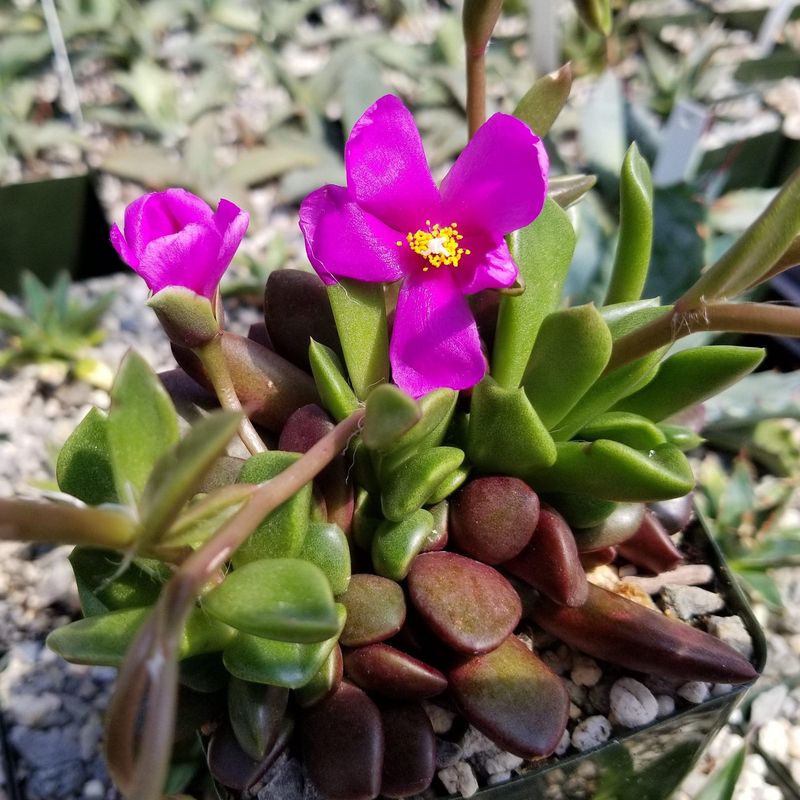 Anacampseros rufescens