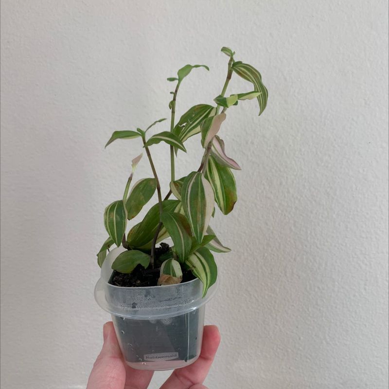 Root Rot Reality