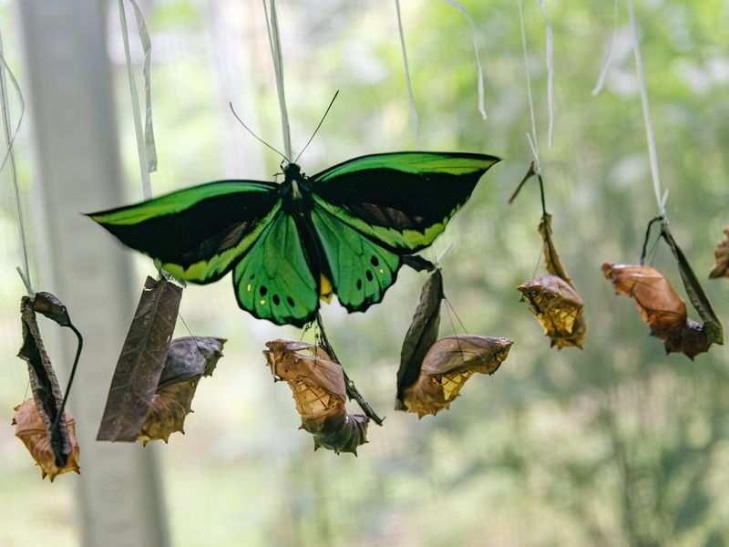 Endangered Butterflies