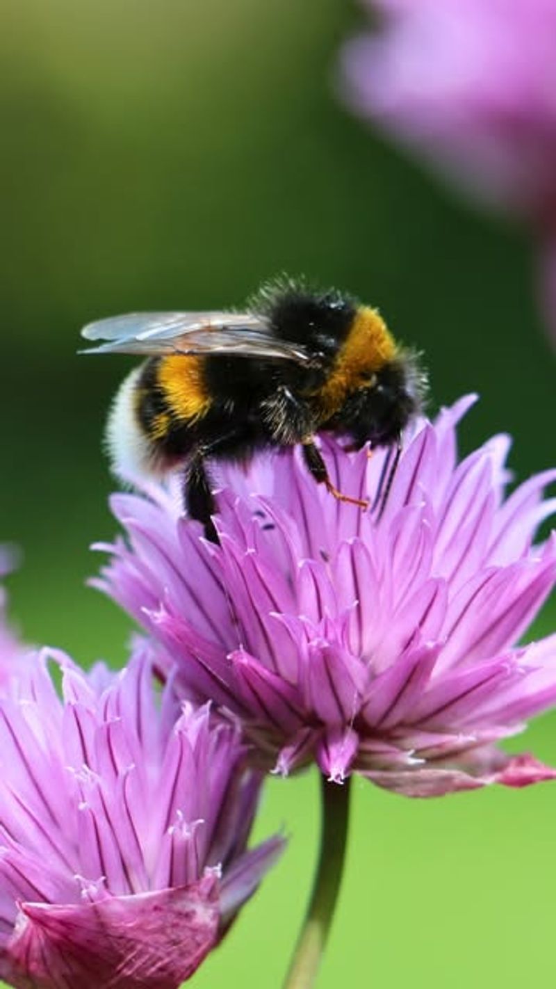 Bumblebees: Fuzzy Pollination Powerhouses