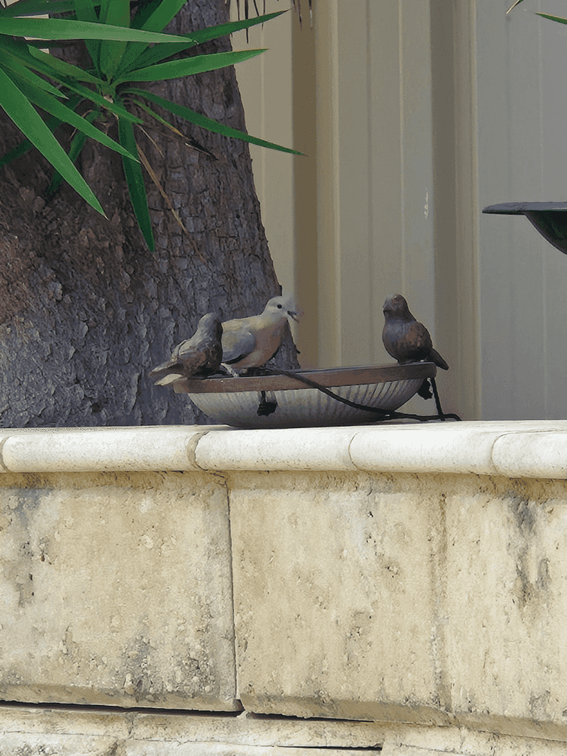 Dust-Bathing Birds Create Seed Beds