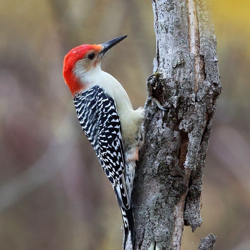 Woodpeckers