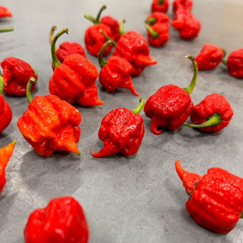 Carolina Reaper - For Extreme Heat Seekers