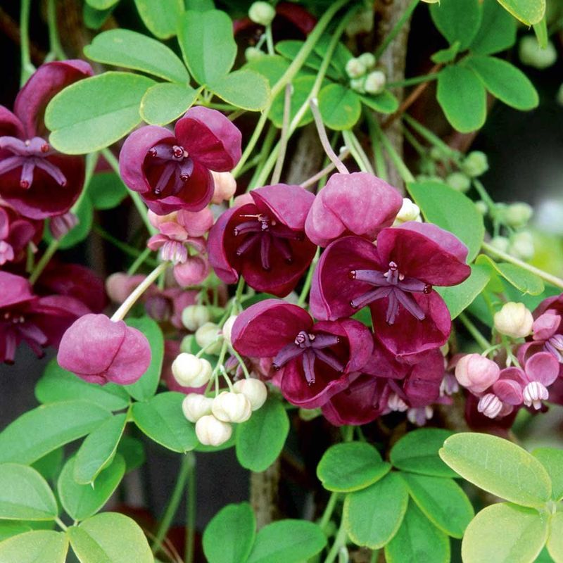 Chocolate Vine