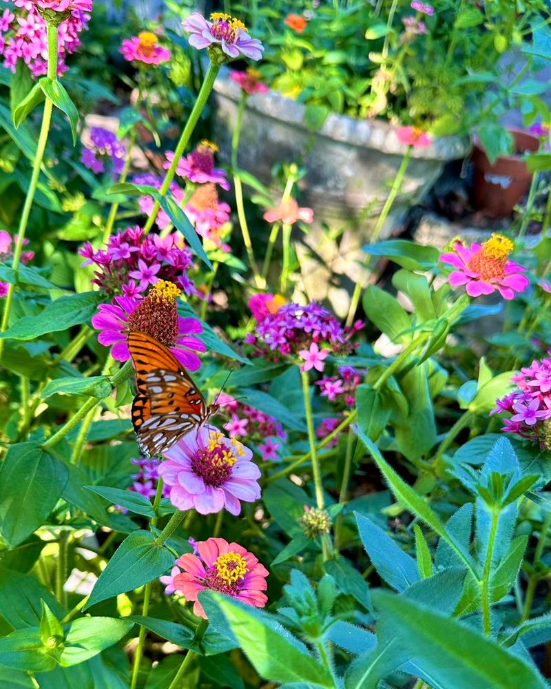 Zinnias