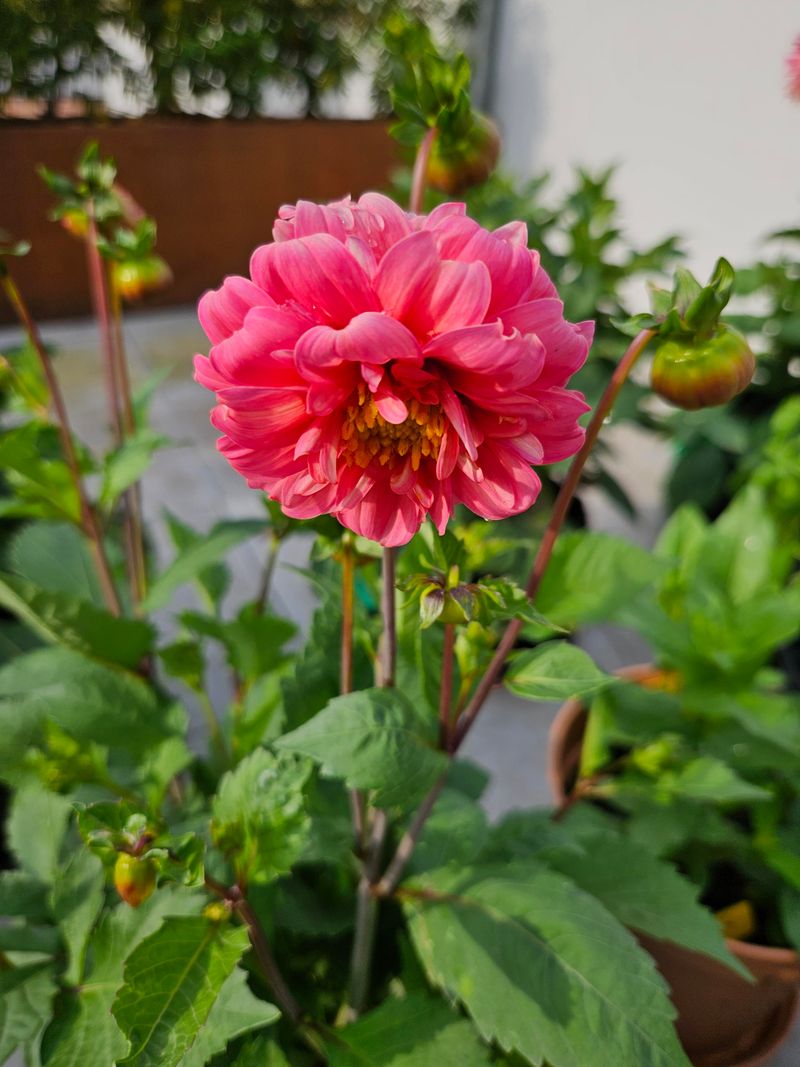 Dahlia Pompom Varieties