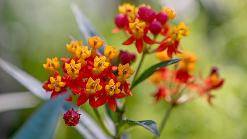Tropical Milkweed