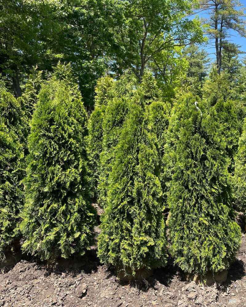 American Arborvitae