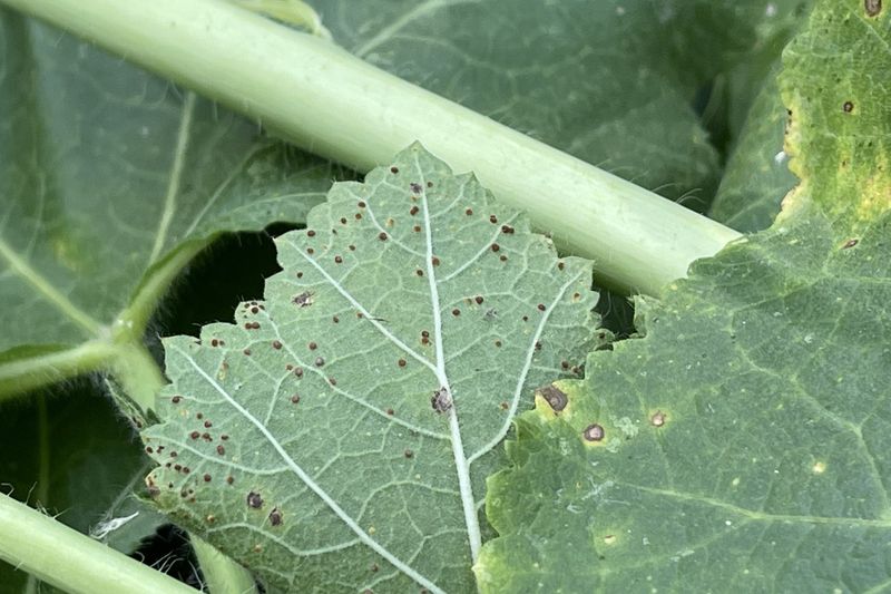 Hollyhocks: Disease Magnets