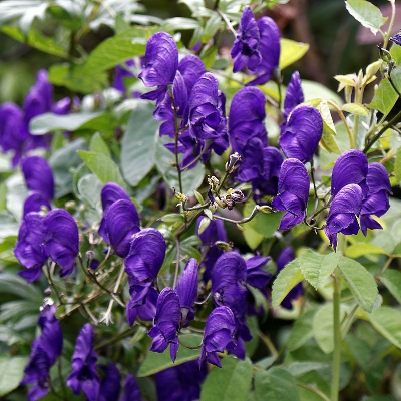 Monkshood