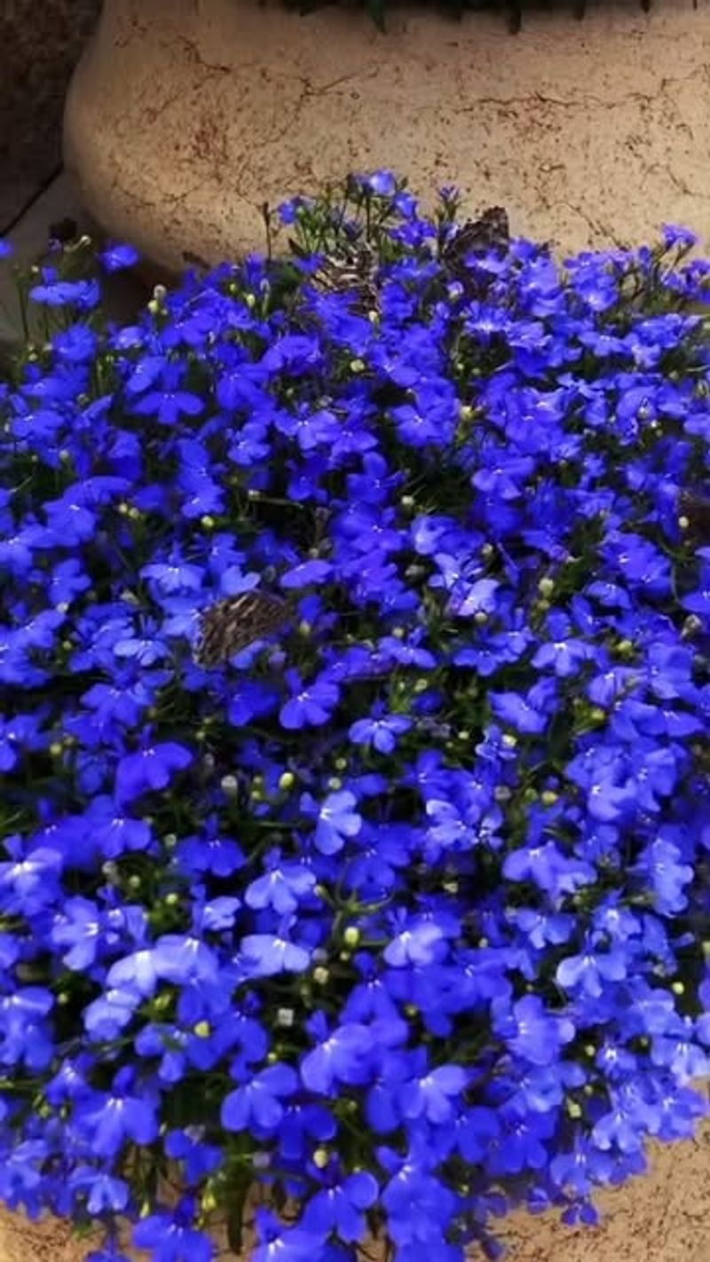 Lobelia
