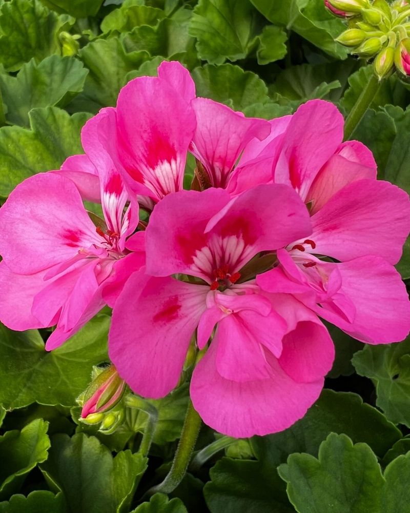 Geranium