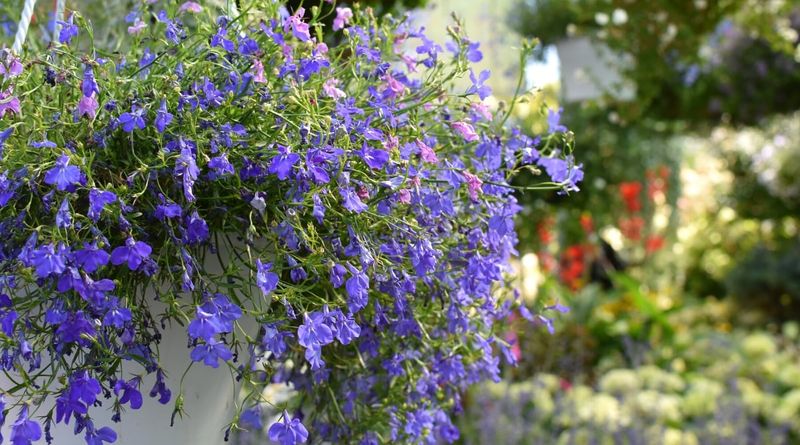 Annual Lobelia