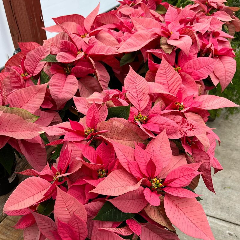 Poinsettias