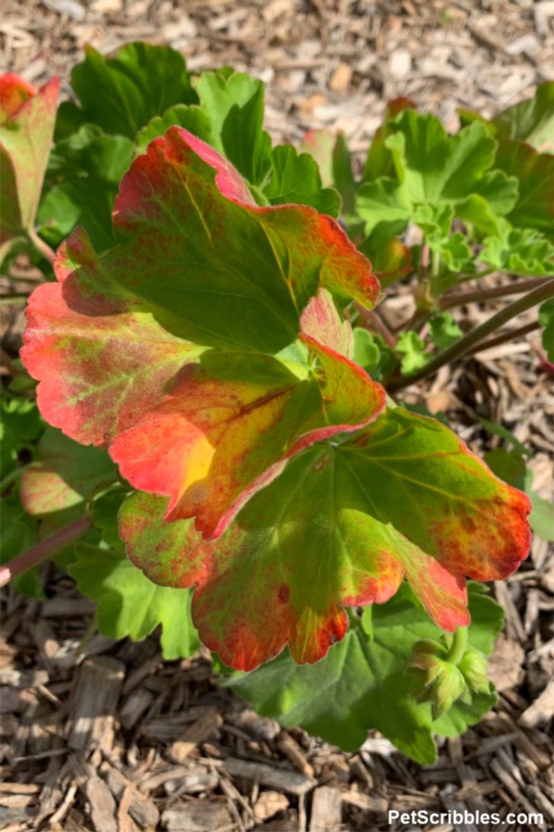 Geraniums