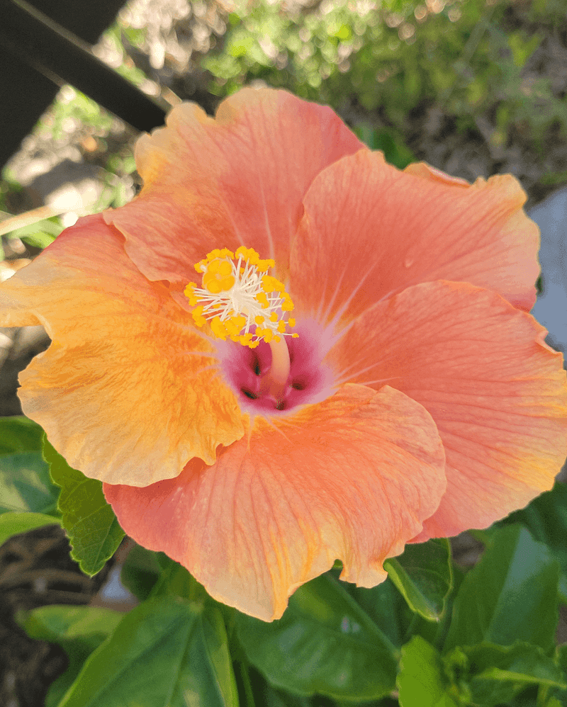 Tropical Hibiscus