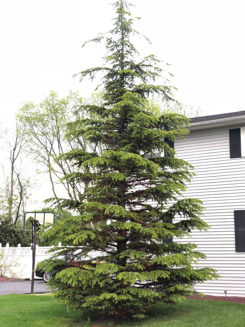 Cedar Of Lebanon: Majestic Mountain Trees