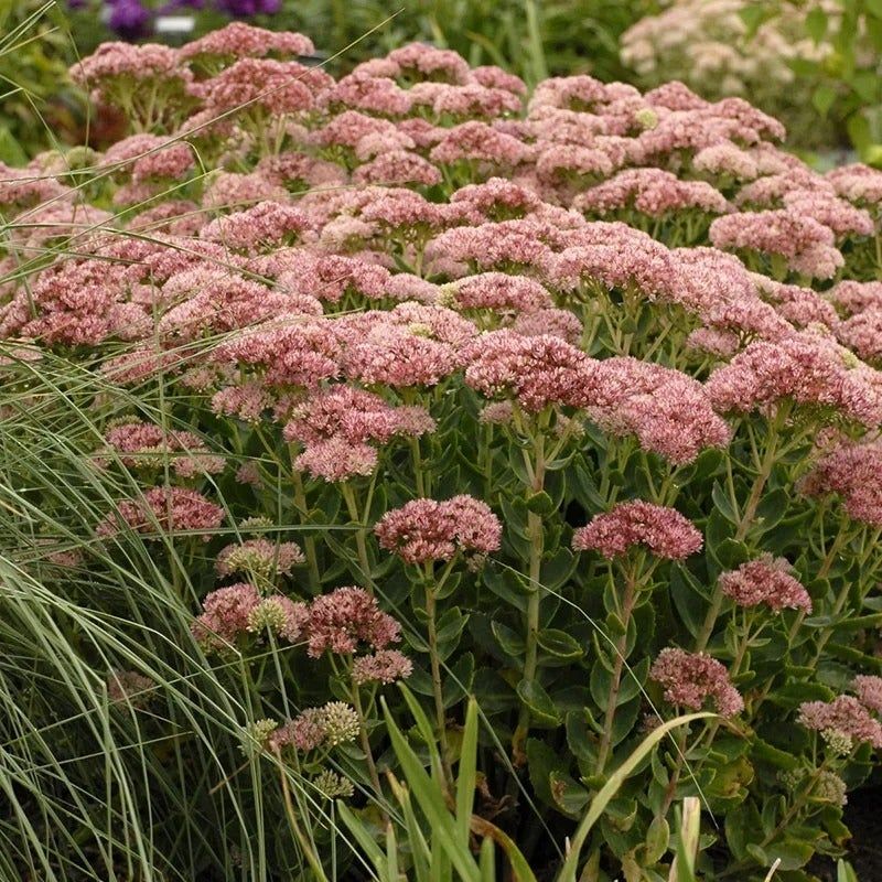Stonecrop Sedum - The Resilient Groundcover