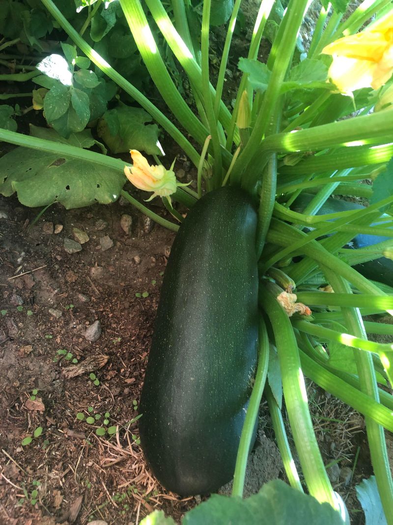 Rich Green Color