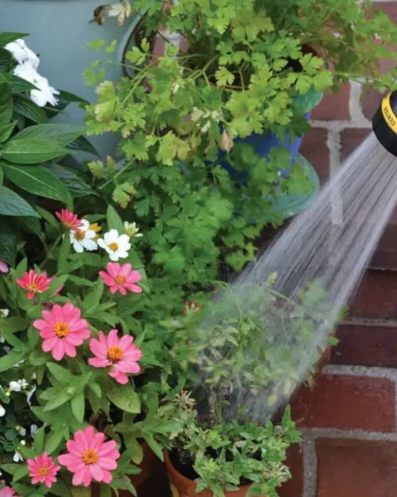 Over-Fertilizing During Heat