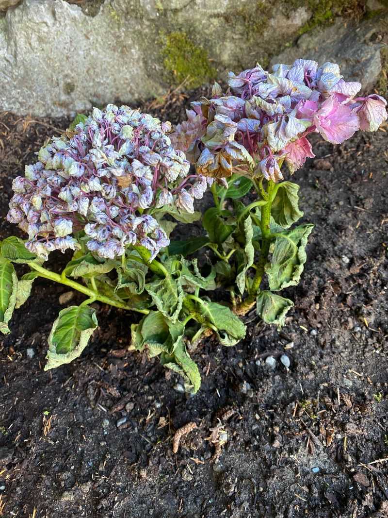 Using Overhead Watering