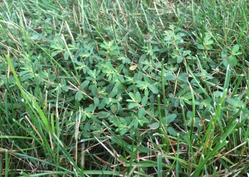 Fertilizing at the Wrong Time