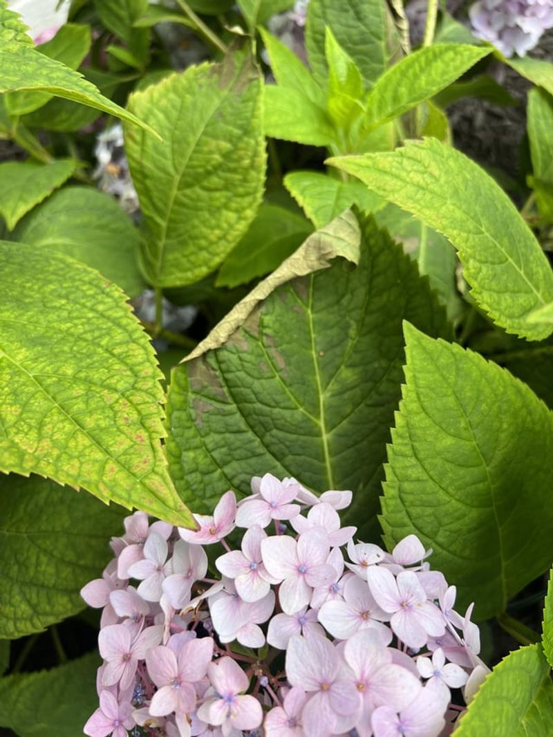 Over-fertilizing With Nitrogen