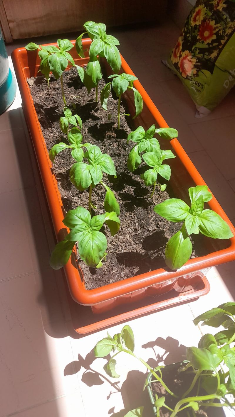 Overwatering Disaster
