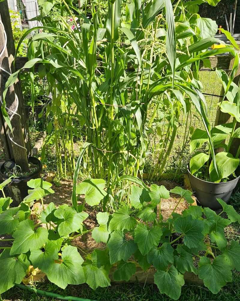 Overlooking Companion Planting Benefits