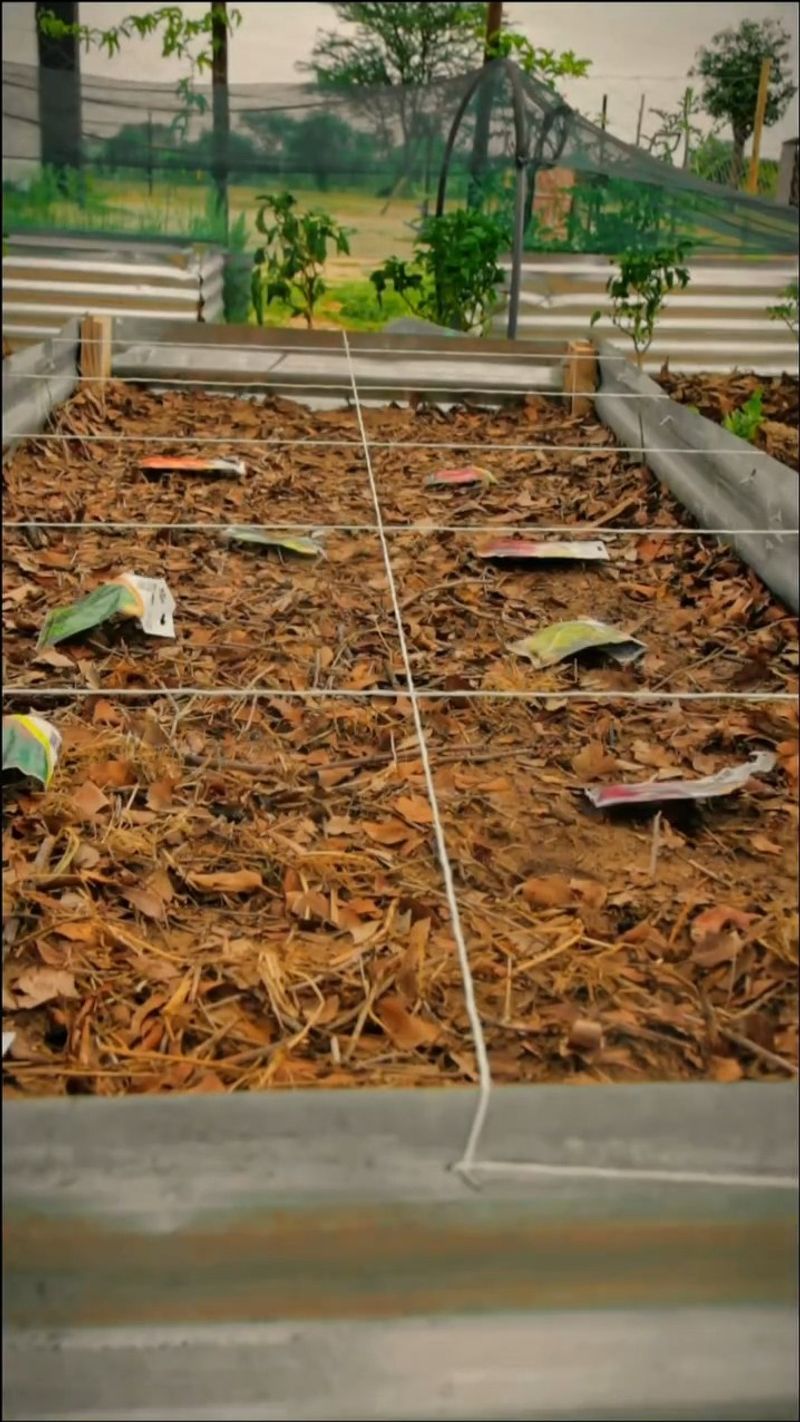 Overcrowding Plants