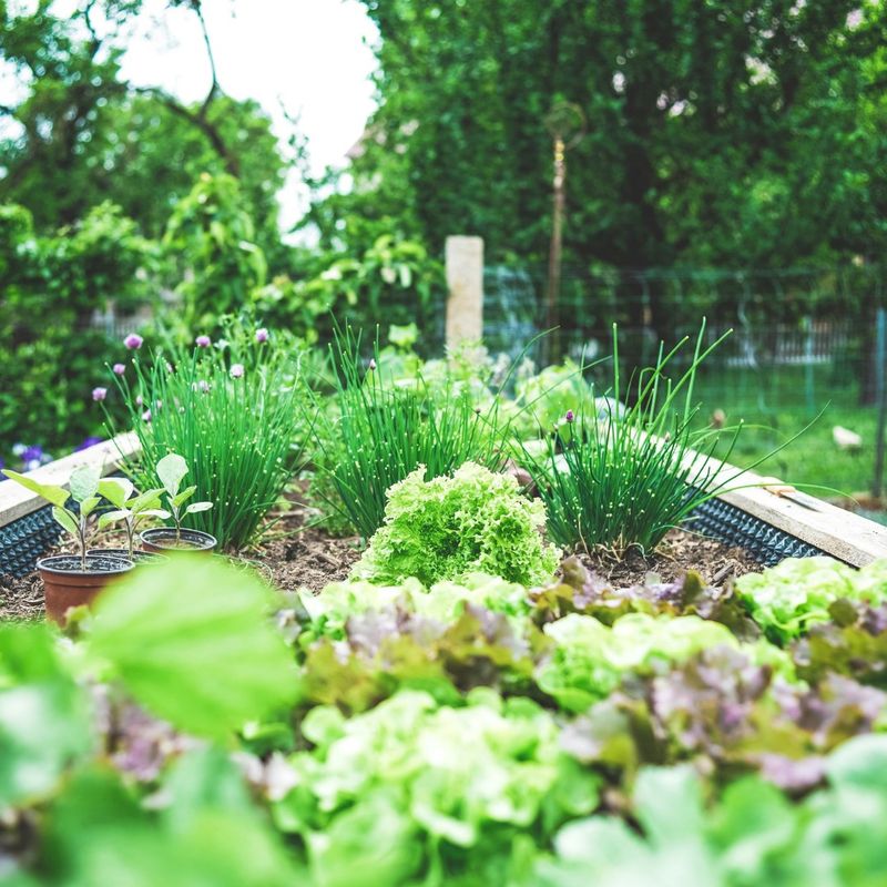 Herb Garden Container